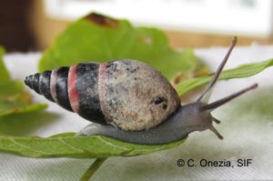 141341_snail_3_copyrig