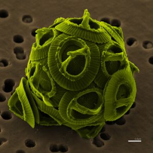 Phytoplankton