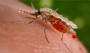 anopheles-mosquito
