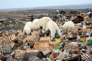 polarbear-eat-garbage