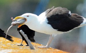 seagull-rat-swallo_3387807b